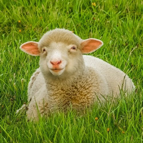Пословицы и поговорки со словом «овца»