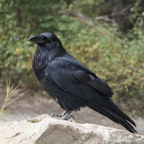 Пословицы и поговорки со словом «ворона»