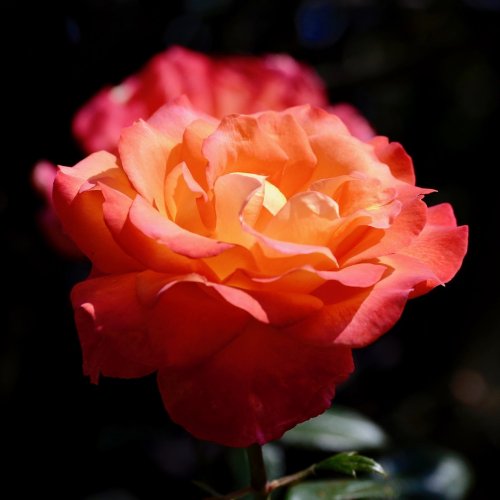Пазл «Красивая роза»