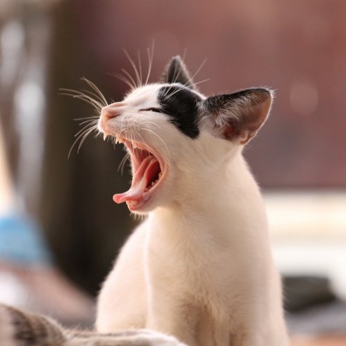 Пазл «Зевающий котёнок»