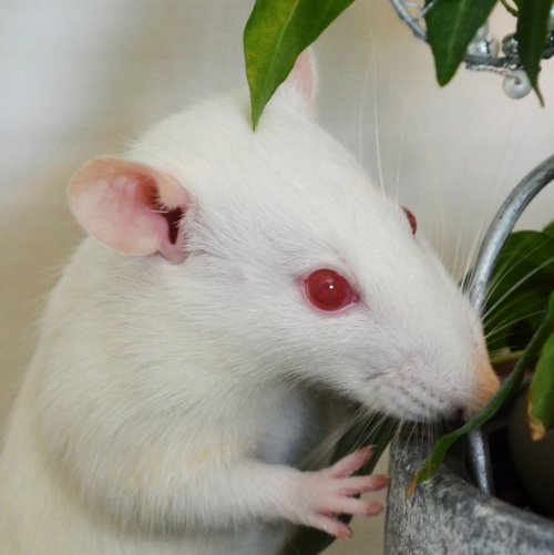 Пазл «Крыса-альбинос»