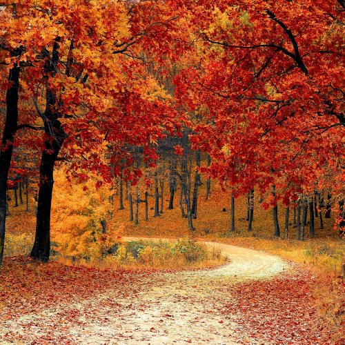 Пазл «Дорога в осенний лес»