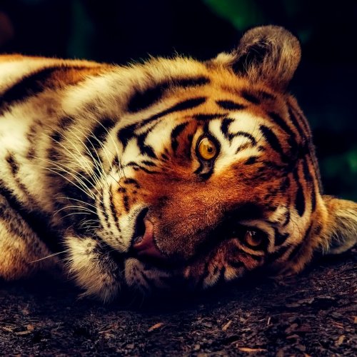 Пазл «Лежащий тигр»
