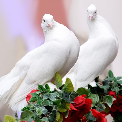 Пазл «Пара белых голубей»