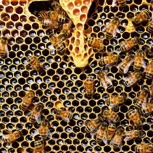 Пазл «Соты с пчёлами»