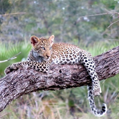 Пазл «Леопард на дереве»