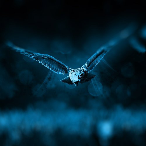 Пазл «Ночной полет совы»