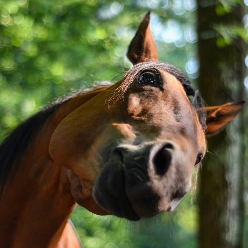 Пазл «Любопытная лошадь»