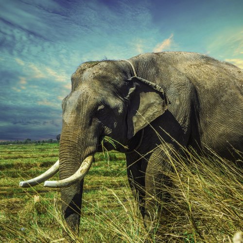Пазл «Слон»