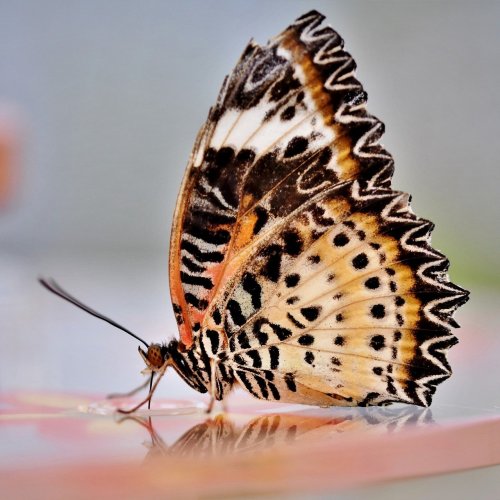 Пазл онлайн: Пьющая бабочка