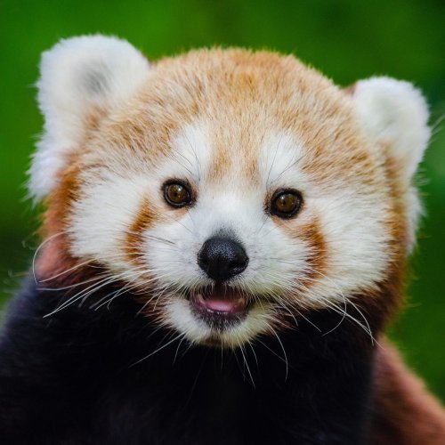 Пазл: Любопытная красная панда