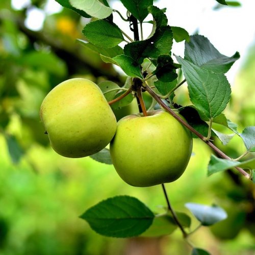 Тест по рассказу Бунина «Антоновские яблоки»