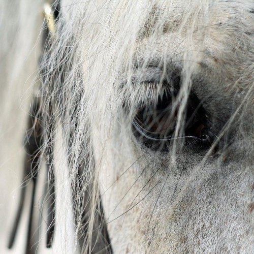 Тест по стихотворению Заболоцкого «Лицо коня»
