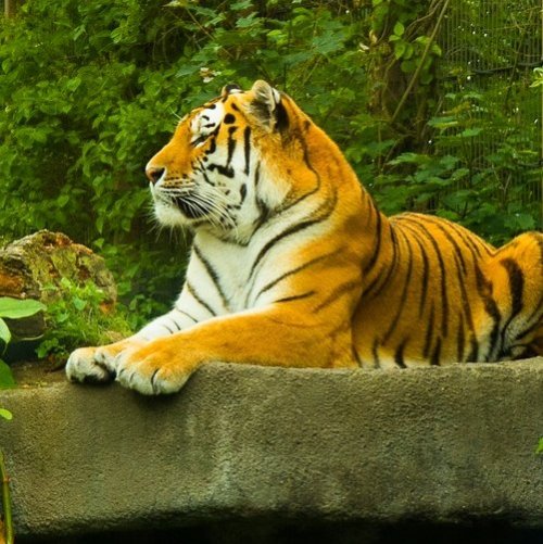 Тест: Амурский тигр