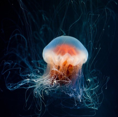 Тест о медузах