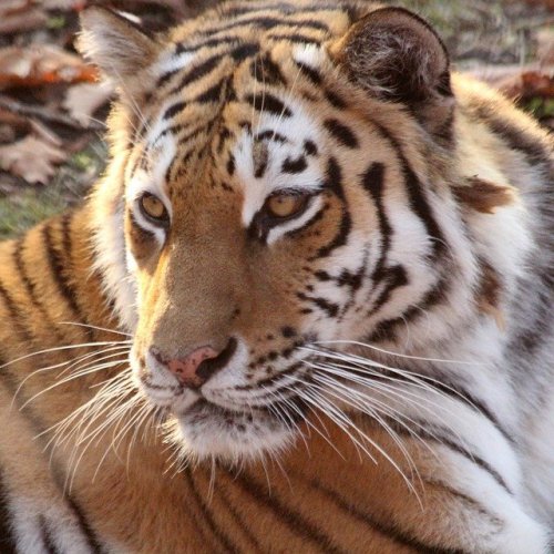 Экологическая игра-викторина «Амурский тигр — властелин Дальнего Востока».