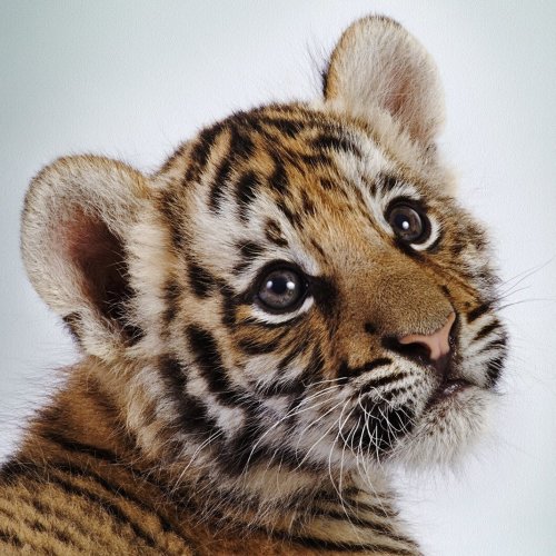 Тест для знатоков: Что вы знаете о тиграх?