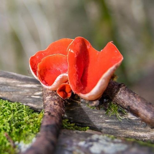 Тест: Весенние грибы: съедобные, невкусные и ядовитые