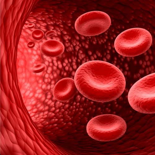 Тест по биологии: Кровеносная система (8 класс)