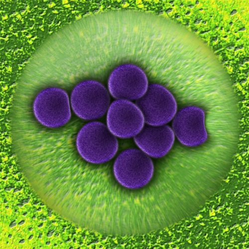 Тест «Роль бактерий в природе и жизни человека» (Пасечник, 6 класс)