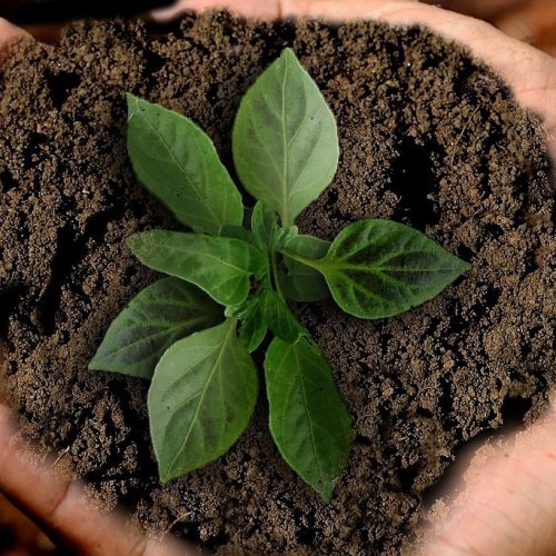 Тест «Растительный организм как единое целое» (Пасечник, 6 класс)
