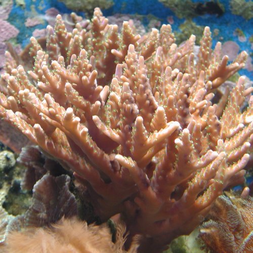 Викторина «Беспозвоночные: тип Кишечнополостные, класс Коралловые полипы»