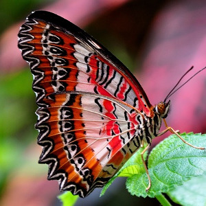 Тест по рассказу Платонова «Разноцветная бабочка»