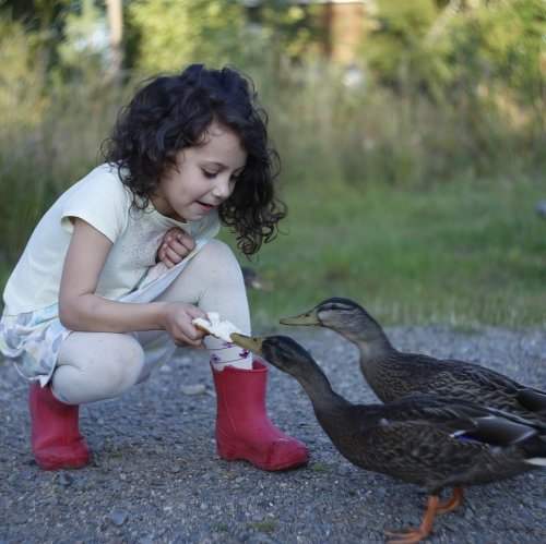 Викторина о птицах для детей