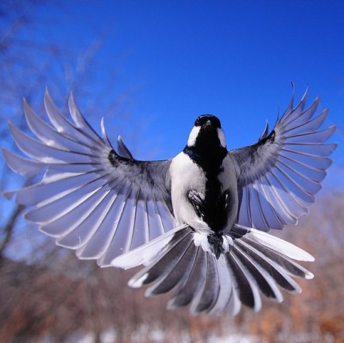 Тест по рассказу Бунина «Птицы небесные»