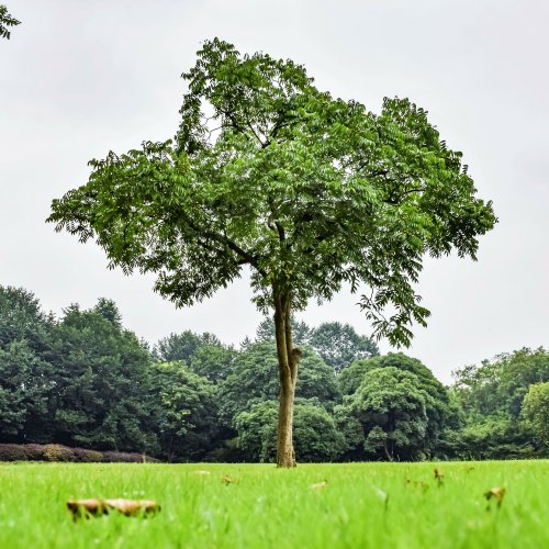 Тест «День дерева»
