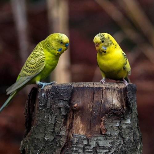 Викторина «Волнистые попугаи во время разведения»