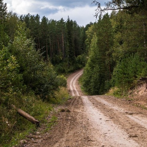 Тест по окружающему миру «Леса России»