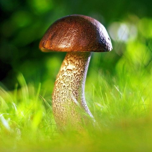 Тест по биологии: Многообразие грибов, их роль в жизни человека (Пасечник, 7 класс)