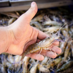 Как удалить запах рыбы с рук?
