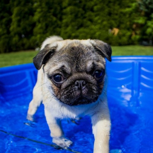 Как купать щенка