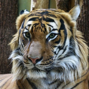 Тигры: Интересные факты