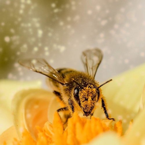 Царица пчёл