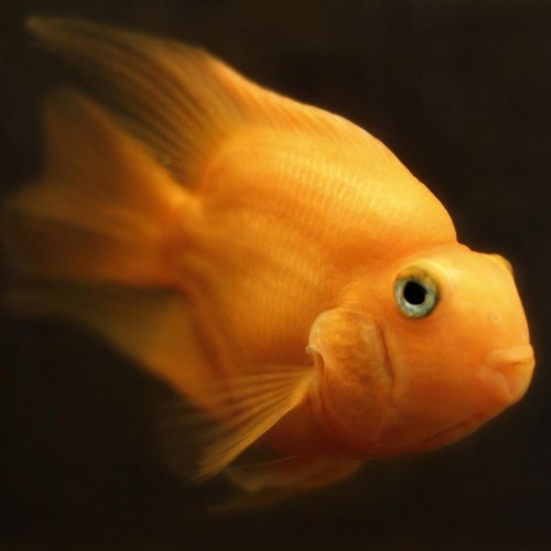 Золотая рыба