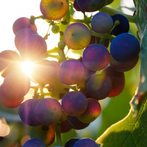 Бог веселый винограда...