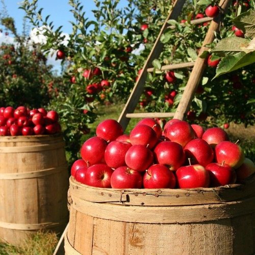 Кроссворд по рассказу Солоухина «Моченые яблоки»