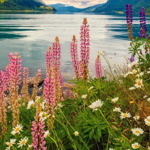 Кроссворд «Цветы лесов России»