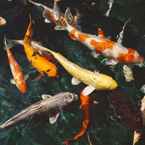Кроссворд по биологии: Рыбы