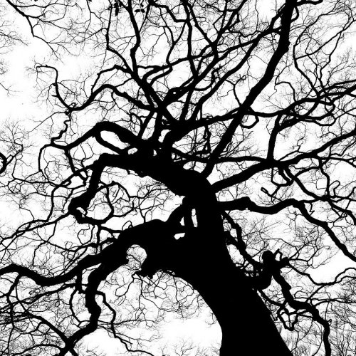 Кроссворд по рассказу Астафьева «Деревья растут для всех»