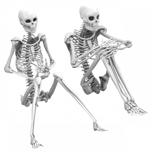Кроссворд по биологии: Скелет человека