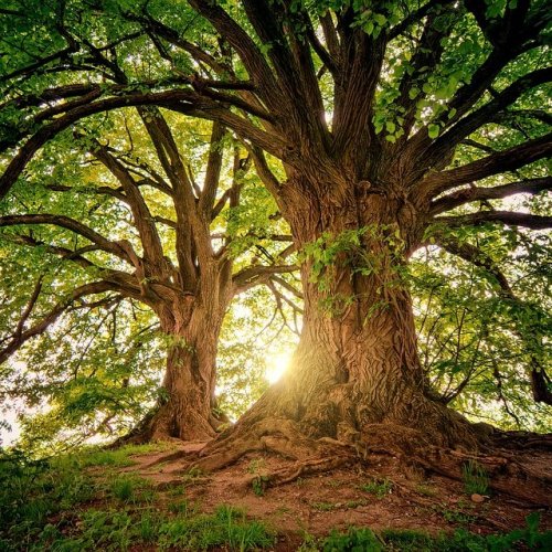 Список лиственных деревьев