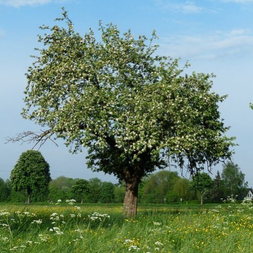 Список фруктовых деревьев
