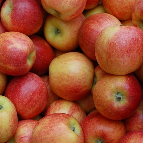 Список летних сортов яблонь