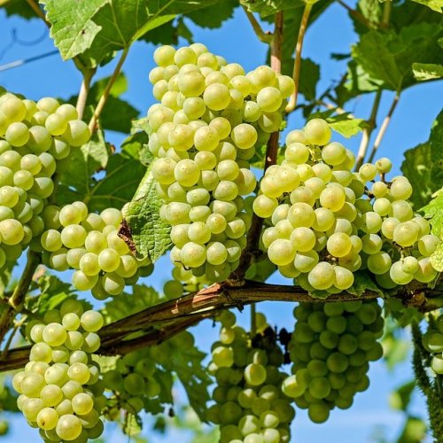 Список сортов винограда