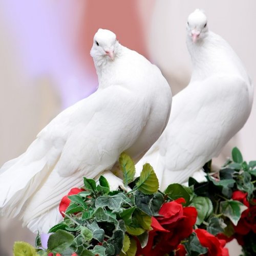 Породы голубей  на букву  videogolovolomki
