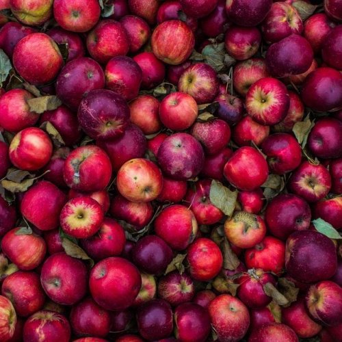 Список сортов яблонь
